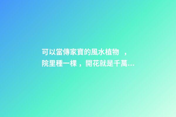 可以當傳家寶的風水植物，院里種一棵，開花就是千萬朵，紫氣東來